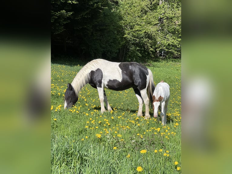 Pinto Horse Mix Giumenta 9 Anni 155 cm Pezzato in Katsch