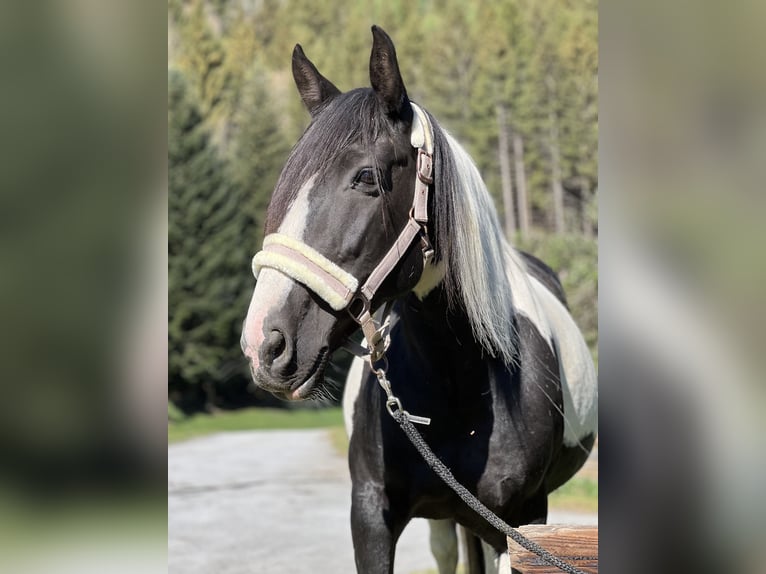 Pinto Horse Mix Giumenta 9 Anni 155 cm Pezzato in Katsch