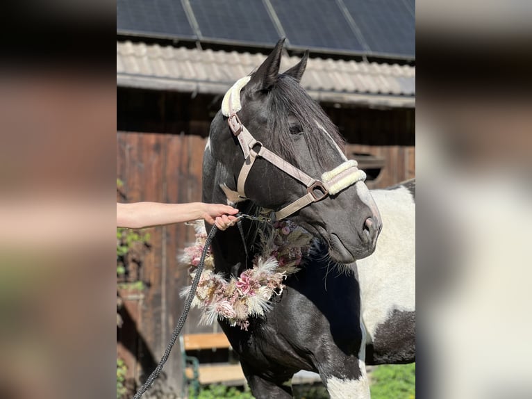 Pinto Horse Mix Giumenta 9 Anni 155 cm Pezzato in Katsch