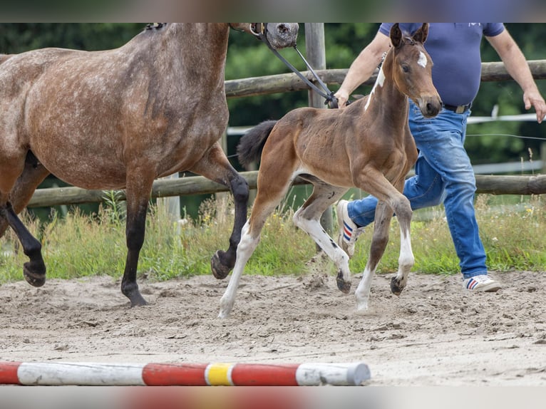 Pinto Horse Giumenta Puledri (06/2026) 150 cm Pezzato in WesterstedeWesterstede