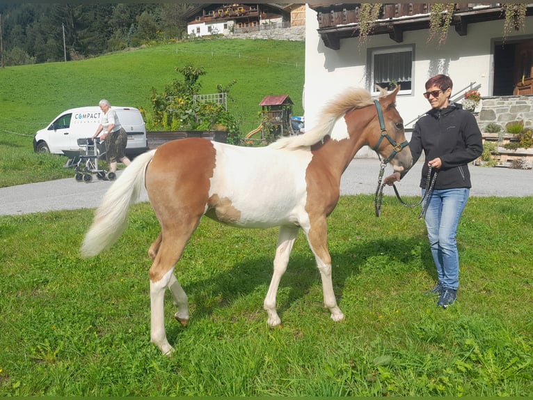 Pinto Horse Mix Giumenta Puledri (04/2025) 157 cm Pezzato in Gries im Sellrain Pinto Horse Mix Giumenta Puledri (04/2025) 157 cm Pezzato in Gries im Sellrain