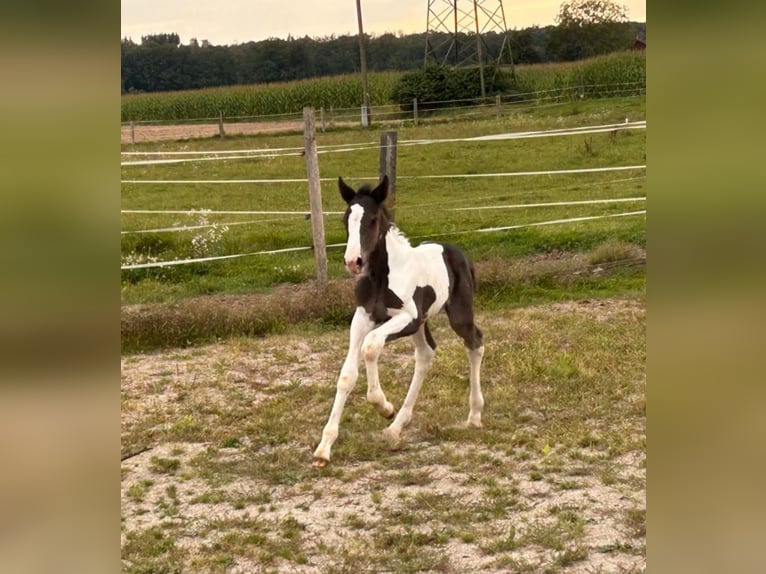 Pinto Horse Mix Giumenta Puledri
 (08/2024) 160 cm Pezzato in Geretsberg