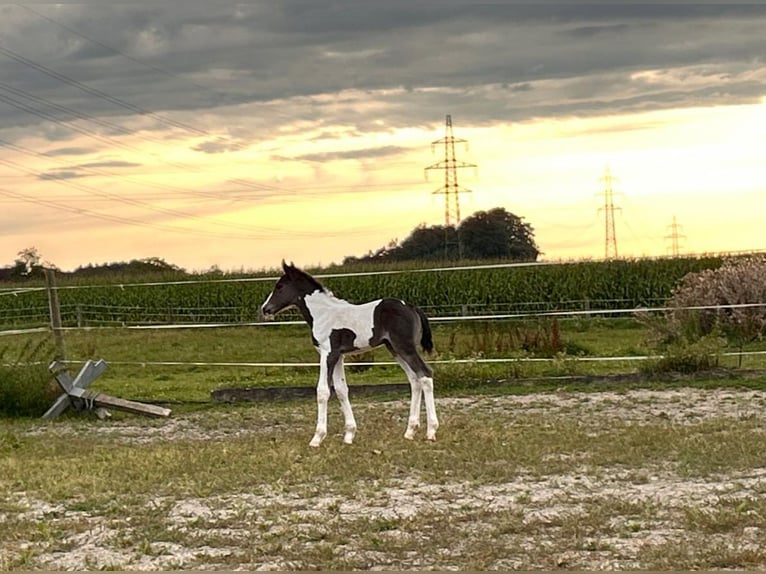 Pinto Horse Mix Giumenta Puledri
 (08/2024) 160 cm Pezzato in Geretsberg