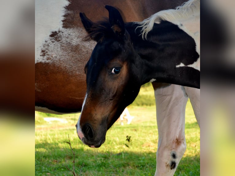 Pinto Horse Mix Giumenta Puledri (05/2024) 160 cm Pezzato in Treffurt