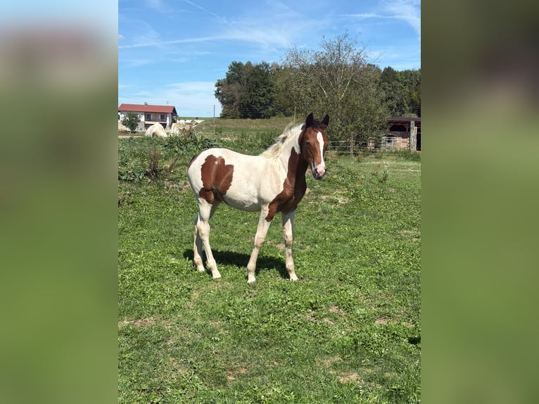 Pinto Horse Mix Giumenta Puledri (05/2026) 160 cm Pezzato in Geretsberg