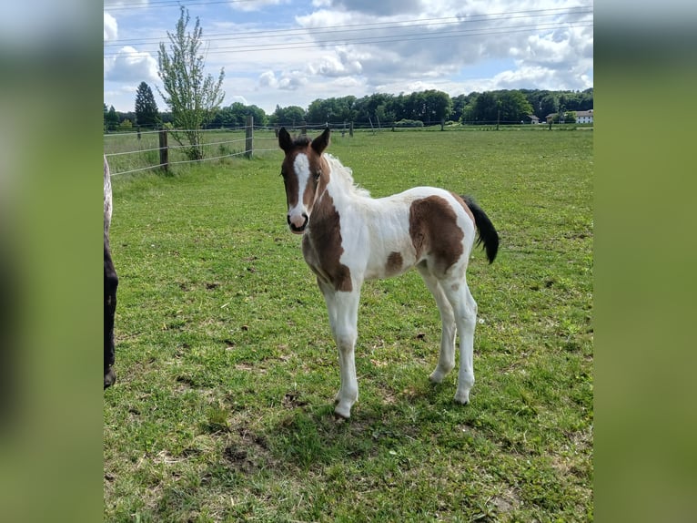 Pinto Horse Mix Giumenta Puledri (05/2026) 160 cm Pezzato in Geretsberg