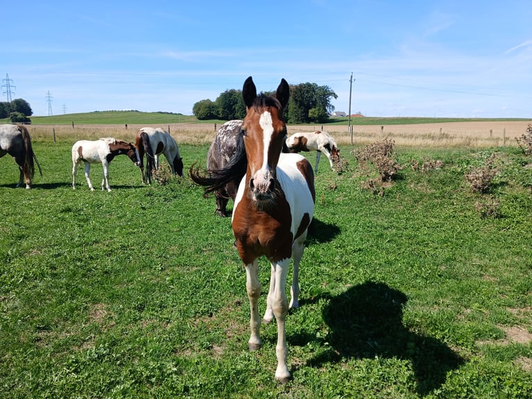Pinto Horse Mix Giumenta Puledri (05/2026) 160 cm Pezzato in Geretsberg
