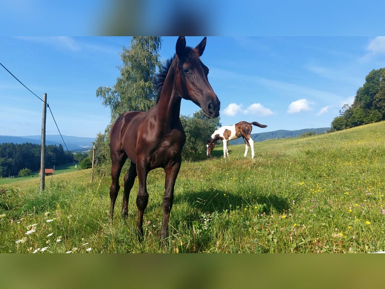 Pinto Horse Giumenta Puledri (04/2024) 165 cm Baio nero in Bad Gams