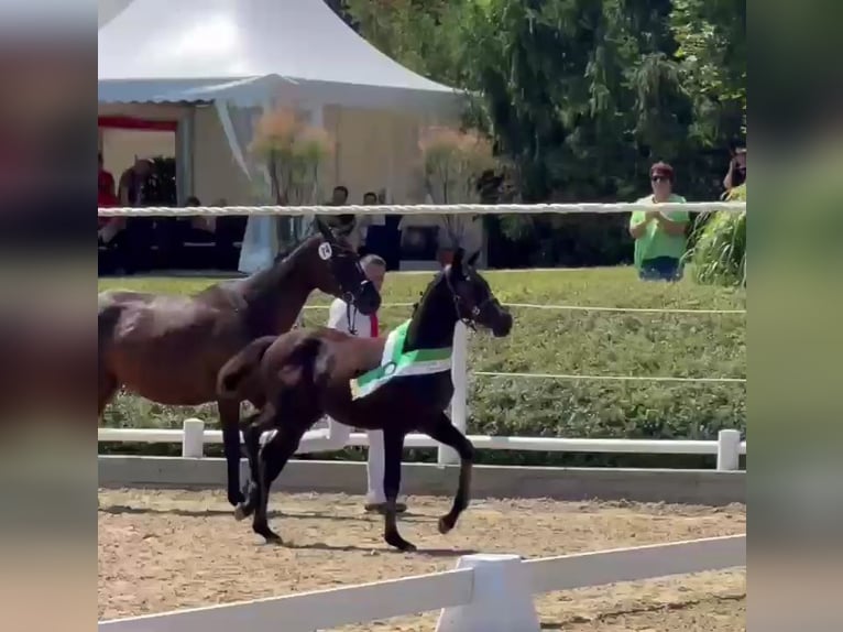 Pinto Horse Giumenta Puledri (04/2024) 165 cm Baio nero in Bad Gams