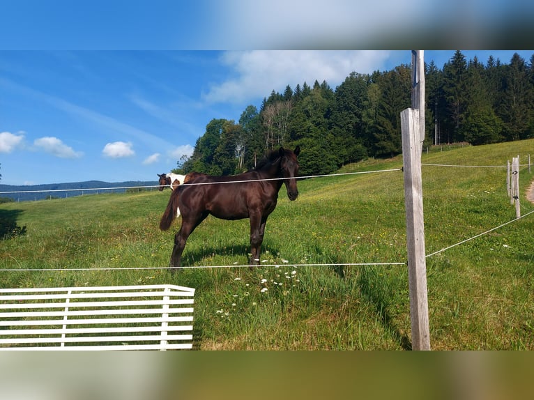 Pinto Horse Giumenta Puledri (04/2024) 165 cm Baio nero in Bad Gams