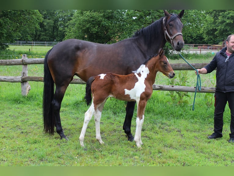 Pinto Horse Giumenta Puledri (05/2026) Pezzato in Westerstede