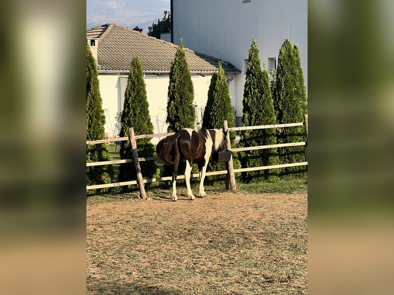 Pinto Horse Mix Stallone 10 Anni 155 cm Pezzato in Tetovo