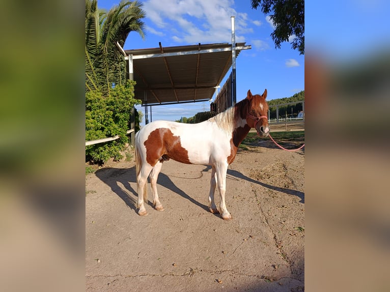 Pinto Horse Mix Stallone 13 Anni 137 cm Pezzato in Logroño