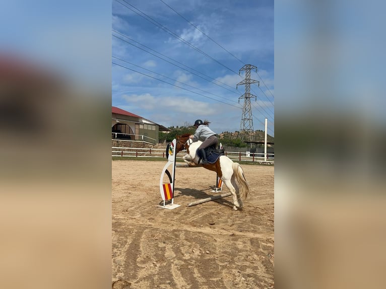 Pinto Horse Mix Stallone 13 Anni 137 cm Pezzato in Logroño