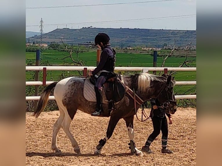 Pinto Horse Mix Stallone 13 Anni 137 cm Pezzato in Logroño