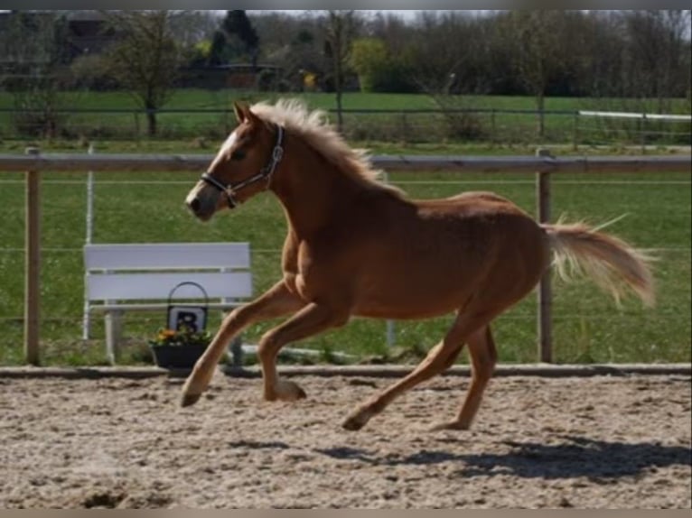 Pinto Horse Stallone 1 Anno 140 cm Sauro in Ammersbek