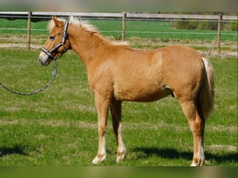 Pinto Horse Stallone 1 Anno 140 cm Sauro in Ammersbek