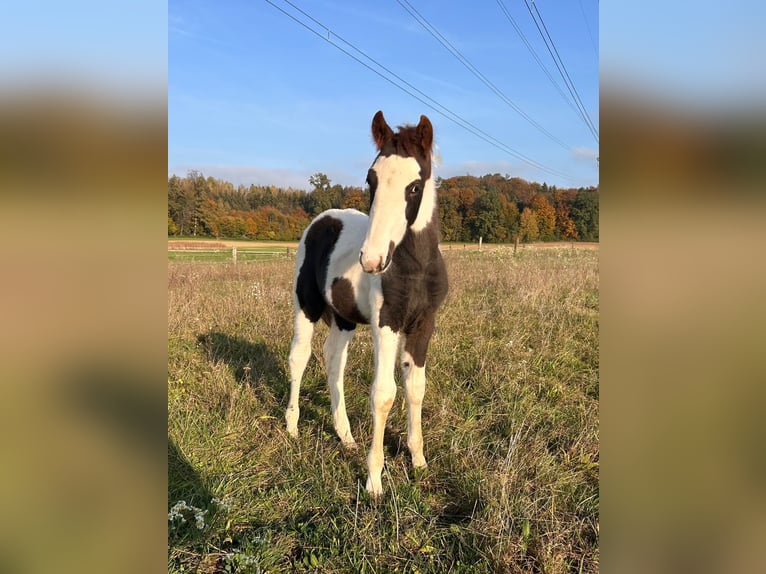 Pinto Horse Mix Stallone 1 Anno 148 cm Pezzato in Geretsberg