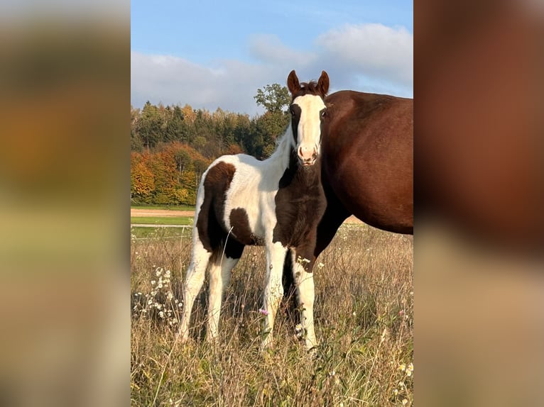 Pinto Horse Mix Stallone 1 Anno 148 cm Pezzato in Geretsberg