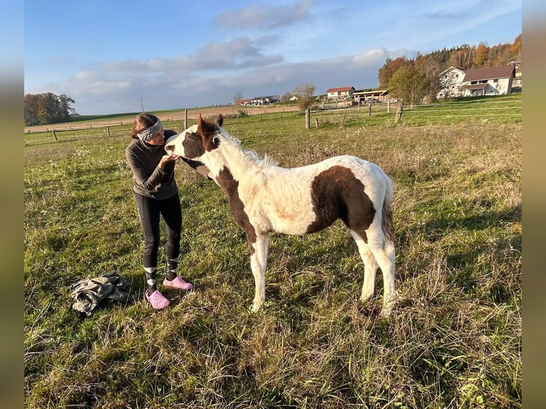 Pinto Horse Mix Stallone 1 Anno 148 cm Pezzato in Geretsberg