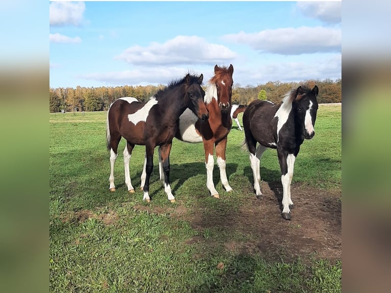 Pinto Horse Stallone 1 Anno 150 cm Pezzato in Neustadt-Glewe