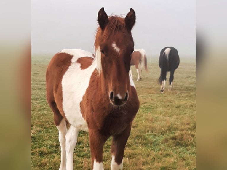 Pinto Horse Stallone 1 Anno 150 cm Pezzato in Neustadt-Glewe