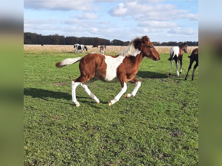 Pinto Horse Stallone 1 Anno 150 cm Pezzato in Neustadt-Glewe