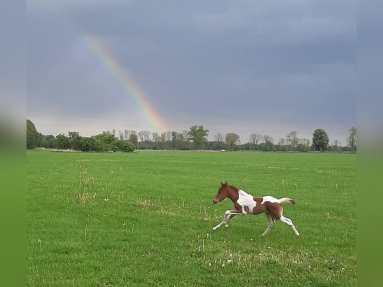 Pinto Horse Stallone 1 Anno 150 cm Pezzato in Neustadt-Glewe