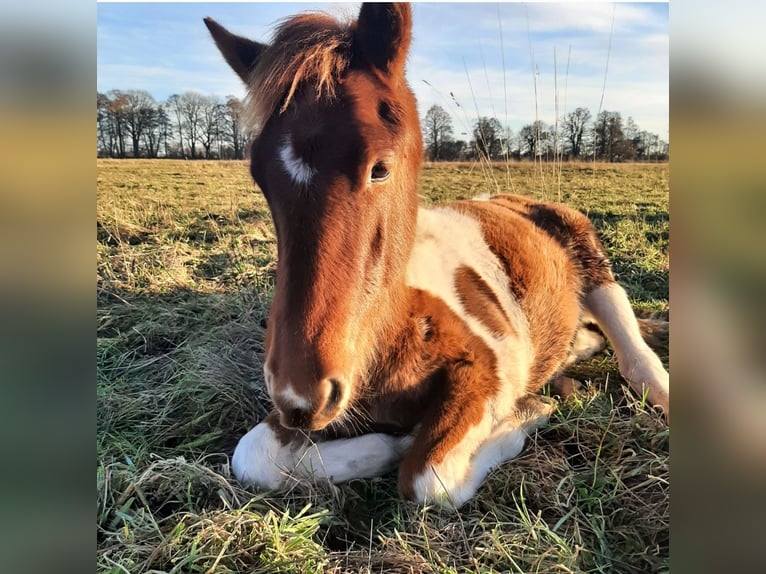 Pinto Horse Stallone 1 Anno 150 cm Pezzato in Neustadt-Glewe