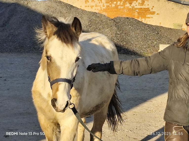 Pinto Horse Mix Stallone 1 Anno 152 cm Tobiano-tutti i colori in Buchen (Odenwald)