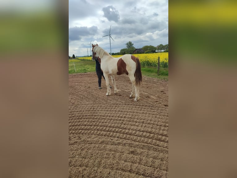 Pinto Horse Stallone 1 Anno 155 cm Pezzato in Rees