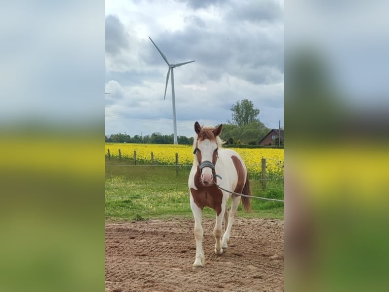 Pinto Horse Stallone 1 Anno 155 cm Pezzato in Rees