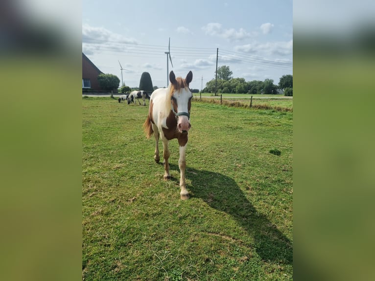 Pinto Horse Stallone 1 Anno 155 cm Pezzato in Rees