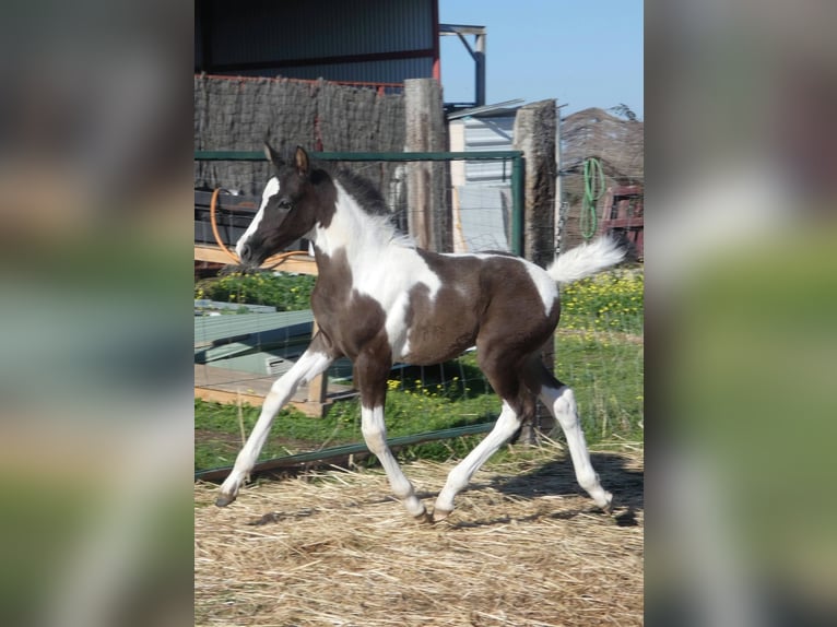 Pinto Horse Stallone 1 Anno 165 cm  in Caceres