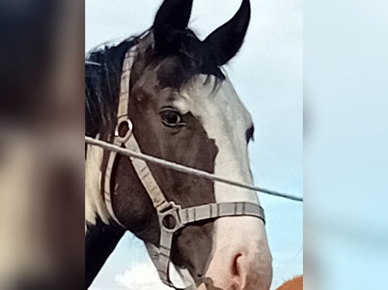 Pinto Horse Stallone 1 Anno 168 cm Pezzato in Warstein