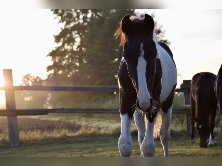 Pinto Horse Stallone 1 Anno 170 cm Pezzato in Horn