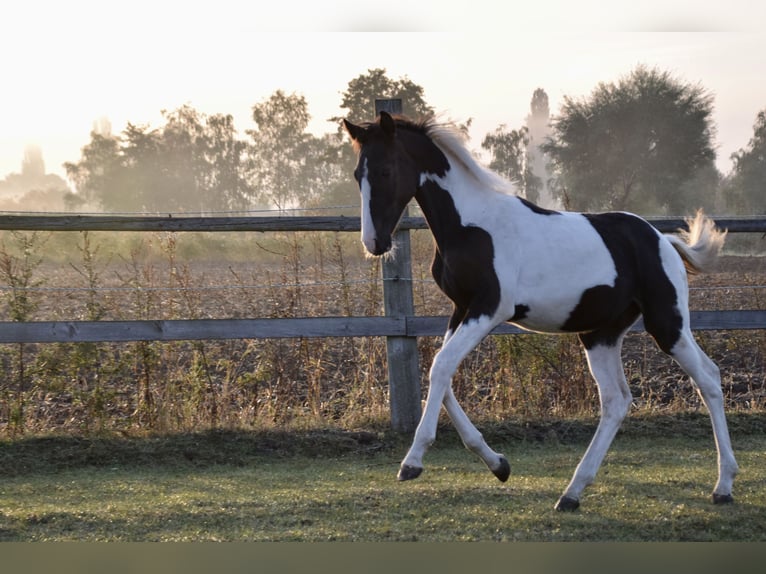 Pinto Horse Stallone 1 Anno 170 cm Pezzato in Horn