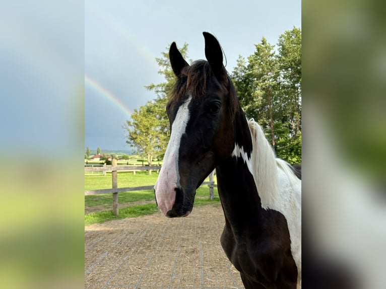 Pinto Horse Stallone 1 Anno 170 cm Pezzato in Horn