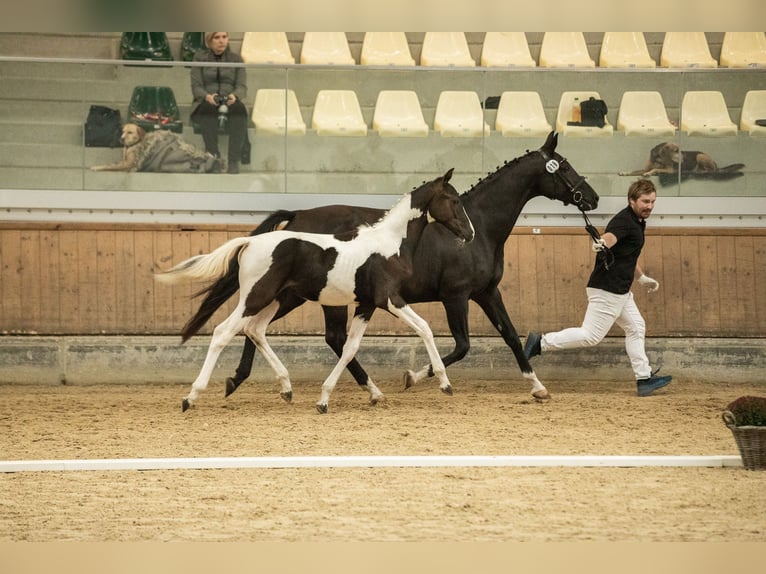 Pinto Horse Stallone 1 Anno 170 cm Pezzato in Horn