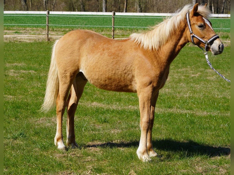 Pinto Horse Mix Stallone 1 Anno Sauro in Oetjendorf/Hoisdorf