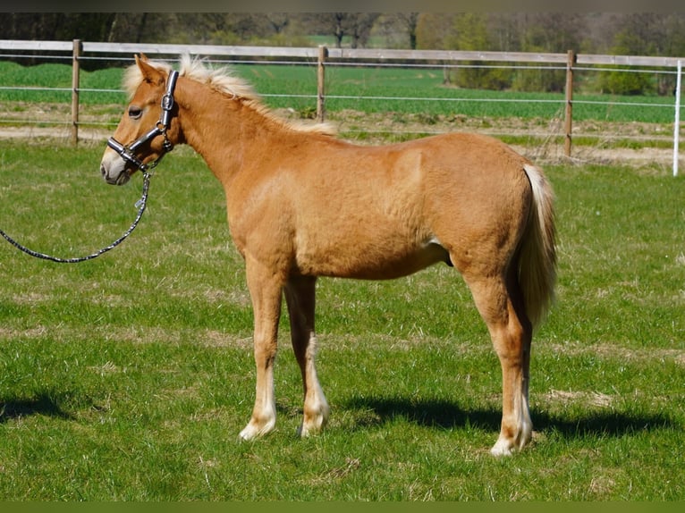 Pinto Horse Mix Stallone 1 Anno Sauro in Oetjendorf/Hoisdorf