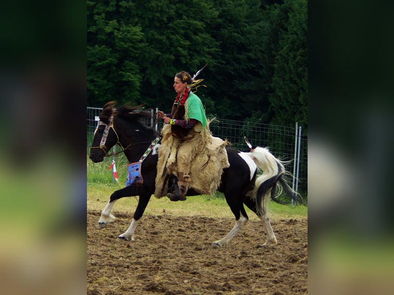 Pinto Horse Stallone 25 Anni 146 cm Tobiano-tutti i colori in Barver