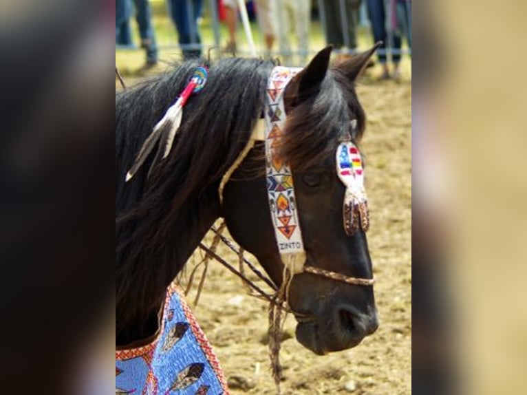 Pinto Horse Stallone 25 Anni 146 cm Tobiano-tutti i colori in Barver