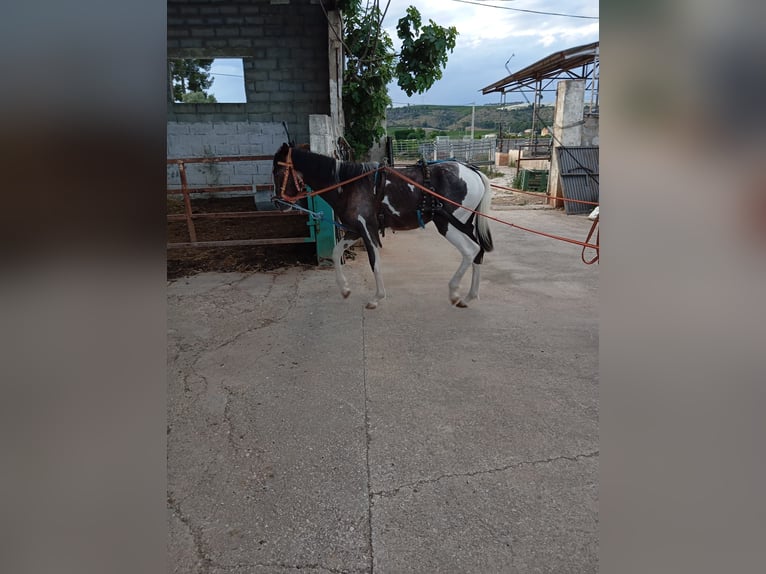Pinto Horse Stallone 2 Anni 148 cm Pezzato in Alzira