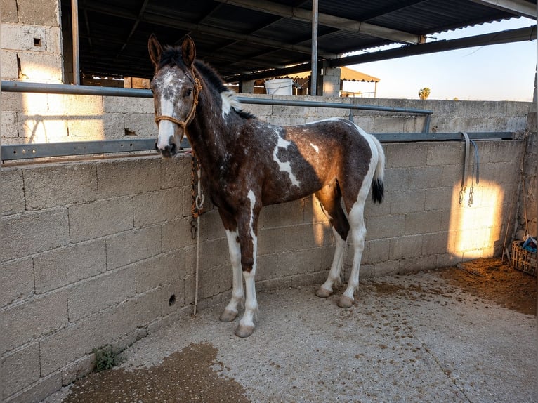 Pinto Horse Stallone 2 Anni 148 cm Pezzato in Alzira