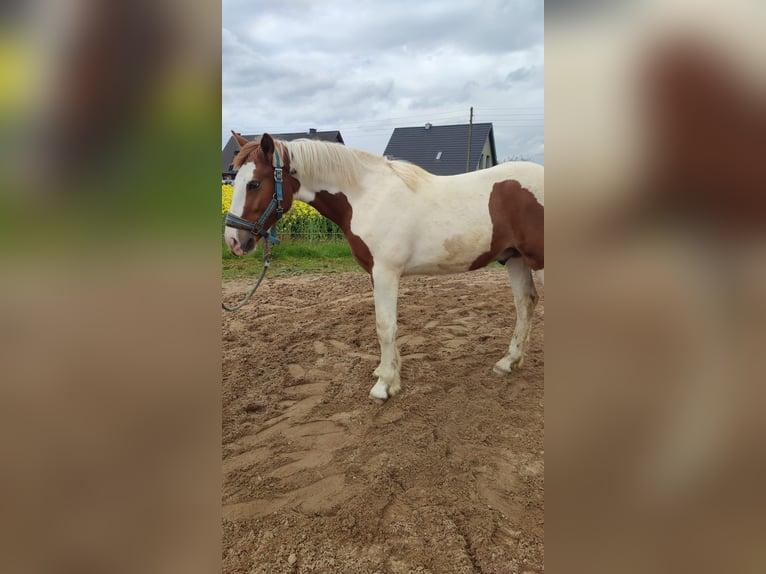 Pinto Horse Stallone 2 Anni 155 cm Pezzato in Rees