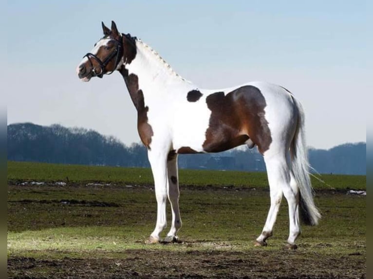 Pinto Horse Stallone 2 Anni 155 cm Pezzato in Rees