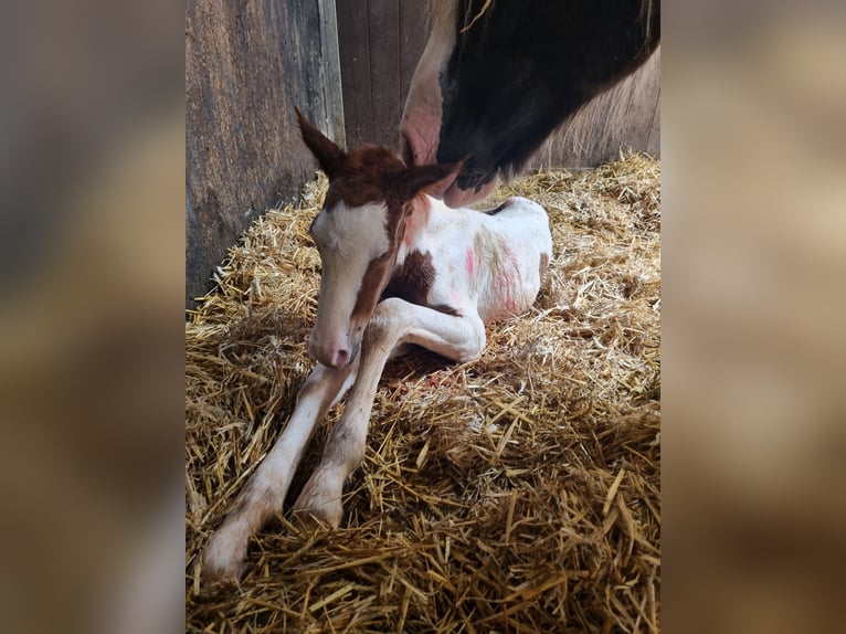 Pinto Horse Stallone 2 Anni 155 cm Pezzato in Rees