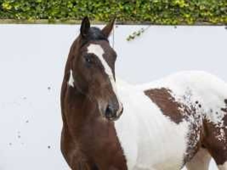 Pinto Horse Stallone 2 Anni 159 cm Pezzato in Waddinxveen