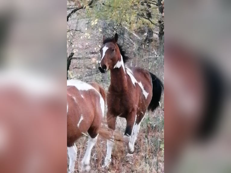 Pinto Horse Stallone 2 Anni 160 cm Tobiano-tutti i colori in Berlingerode